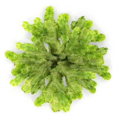 Fotorealistik yüksek detaylı Moss liken greanın 3 boyutlu görselleştirmesi. 3 Boyutlu Hazırlama.