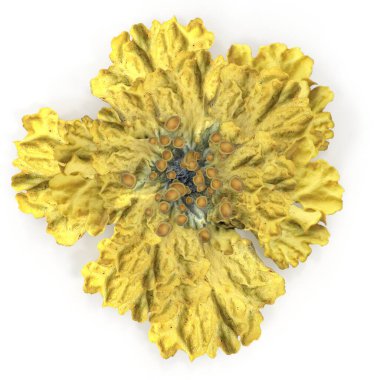 Photorealistik yüksek detaylı 3 boyutlu görselleştirme Moss liken sarısı. 3 Boyutlu Hazırlama.