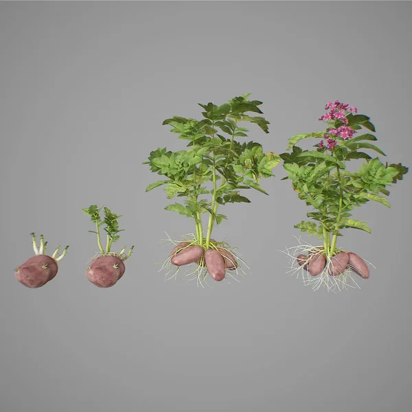 Fotorealistische Zeer Gedetailleerde Visualisatie Van Een Set Aardappelknollen Weergave — Stockfoto