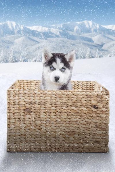 Lilla husky hunden i rutan på snö — Stockfoto