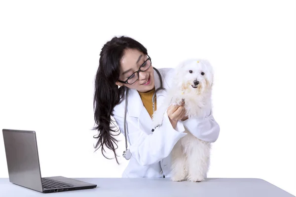 Ветеринар осматривает собаку стетоскопом — стоковое фото