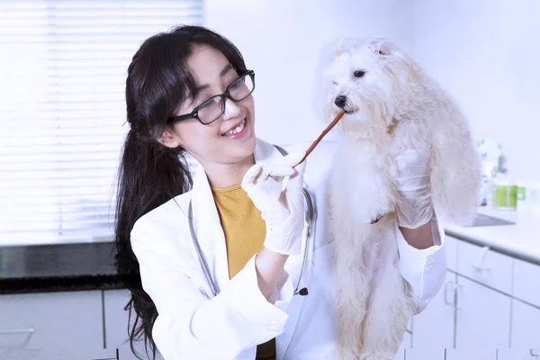 Veterinário sorrindo dando lanche para cão — Fotografia de Stock