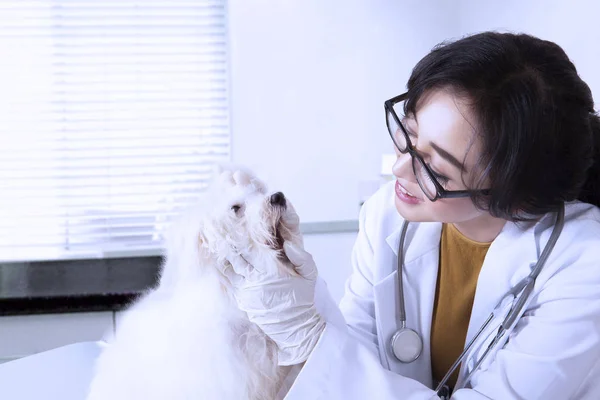 Joven veterinario examinando la boca del perro — Foto de Stock