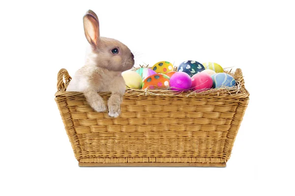 Easter bunny with Easter eggs on studio — Stock Photo, Image