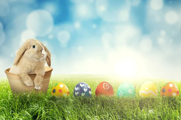 Coniglio di Pasqua con uova di Pasqua sull'erba — Foto Stock
