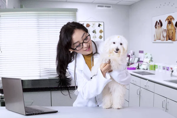 Jeune vétérinaire examinant chien mignon — Photo