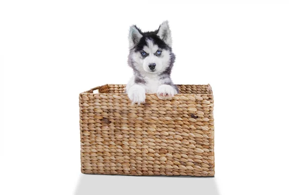 Собака хаски с корзиной на студии — стоковое фото