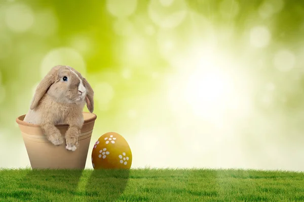 Пасхальный кролик с яйцом на траве — стоковое фото