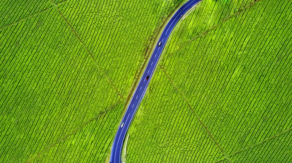 Camino en plantación de té — Foto de Stock