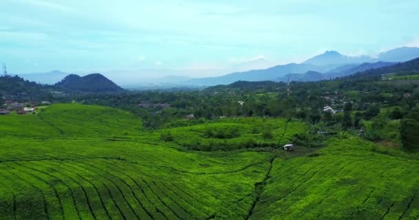 Вид с воздуха на плантацию свежего чая — стоковое видео