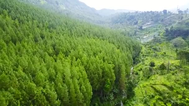 Вид с воздуха на сосновый лес — стоковое видео
