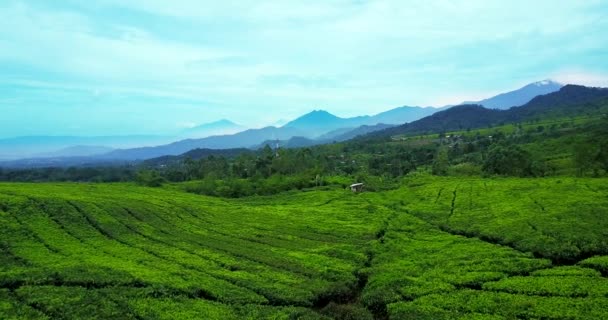 Gyönyörű kilátás nyílik a friss tea ültetvény — Stock videók