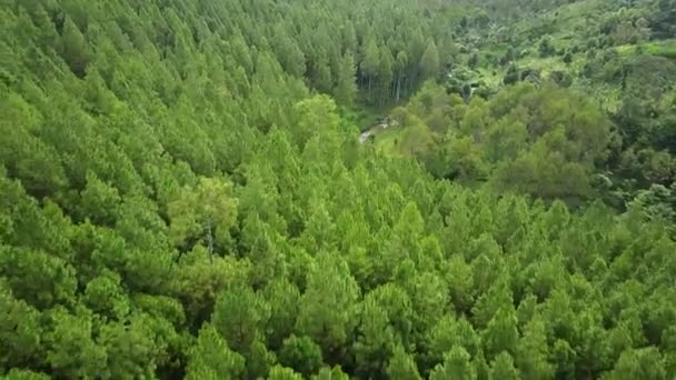 Valle verde del bosque de pinos — Vídeos de Stock