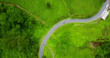 Yeşil çay plantasyon yola