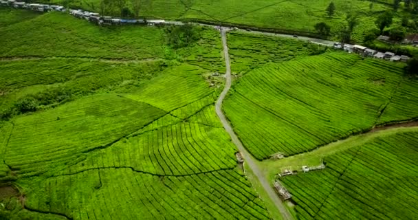 Paisaje plantación de té con carretera — Vídeos de Stock