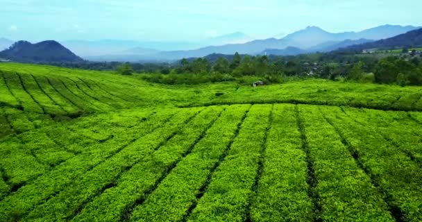 A tea ültetvény felülnézet