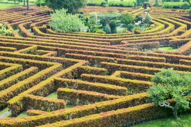 Yeşil çalılar labirent
