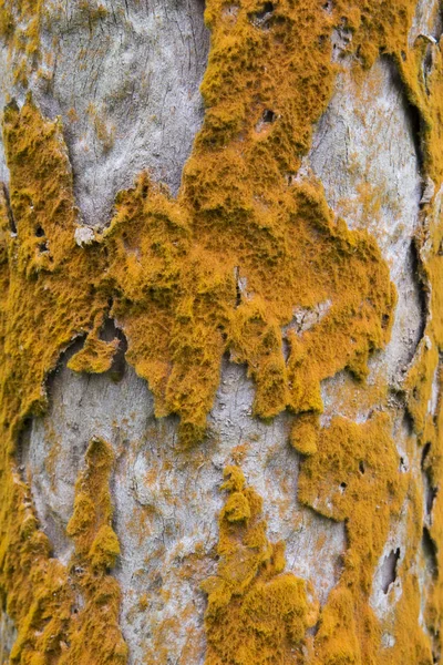 Brown fungus on a tree bark — Stock Photo, Image