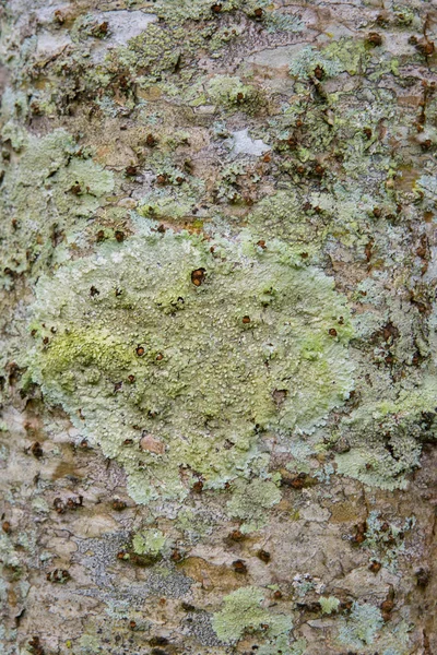 Fungo verde ligado à casca da árvore — Fotografia de Stock