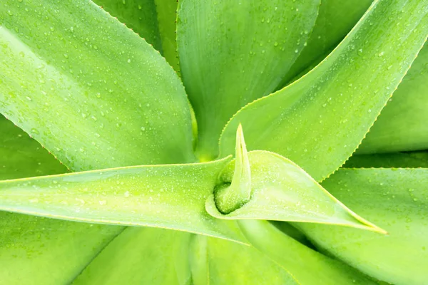 Blätter frische Aloe Vera — Stockfoto