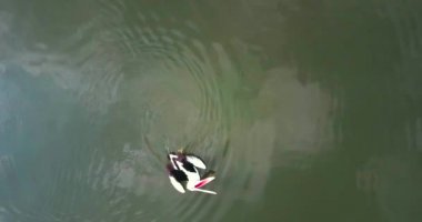  Gölde yüzmeye yetişkin Pelikan kuşu