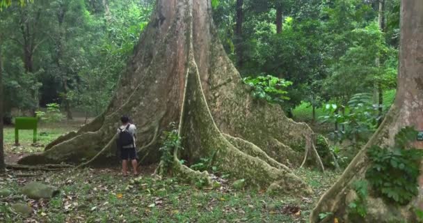 Oude boom met grote kofferbak — Stockvideo
