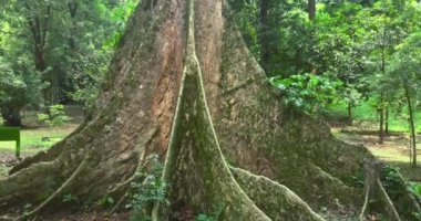  Orman içinde büyük ve yüksek ağaç