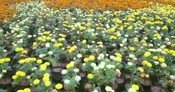 Fleurs fraîches et colorées sur le parc — Video