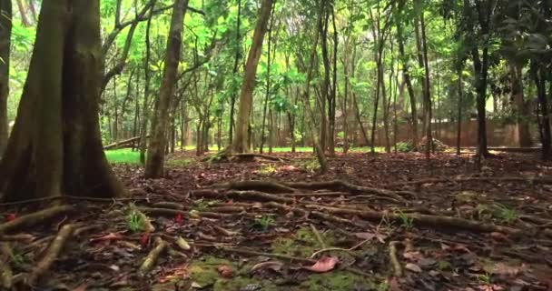 Groen bos bomen — Stockvideo