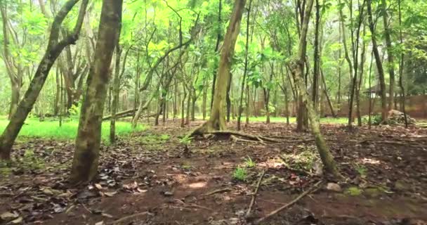 Зеленый фон деревьев в лесу — стоковое видео