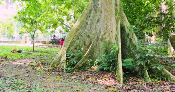 Niños alegres corriendo alrededor del árbol — Vídeos de Stock