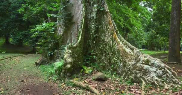 Large old trees in tropical forest — Stock Video