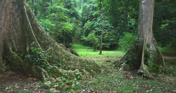 Old trees in the tropical forest — Stock Video
