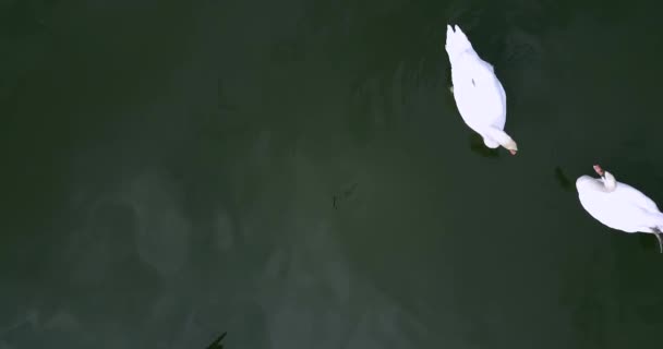 Pélican oiseau et cygne sur le lac — Video