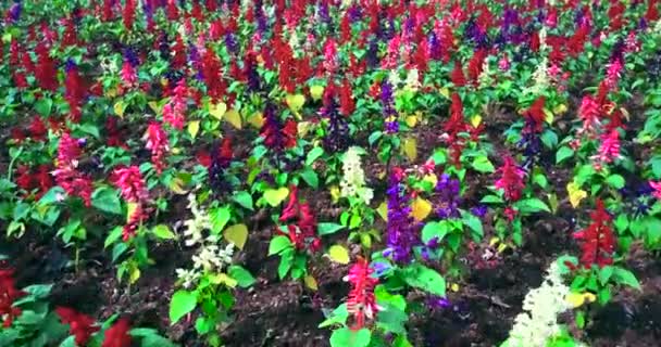 Flores muy coloridas en el jardín — Vídeos de Stock