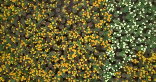 Vista dall'alto del fiore colorato — Video Stock