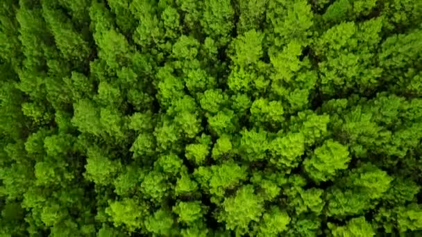 Вид с воздуха на зеленые сосны — стоковое видео