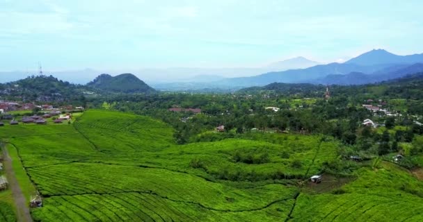 绿茶叶种植园的鸟瞰图 — 图库视频影像