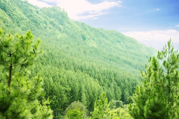 Vacker grön pinjeskog — Stockfoto