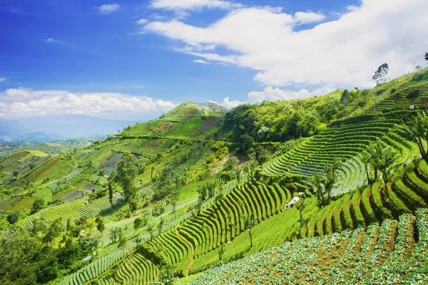 Beautiful terraced rice field