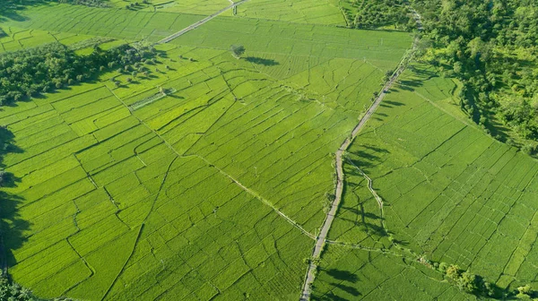 Belle vue sur la rizière verte — Photo