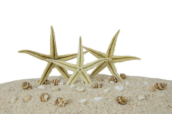 Três estrelas-do-mar na praia — Fotografia de Stock