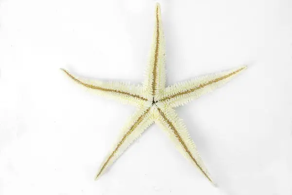 Estrella de mar sobre fondo blanco — Foto de Stock