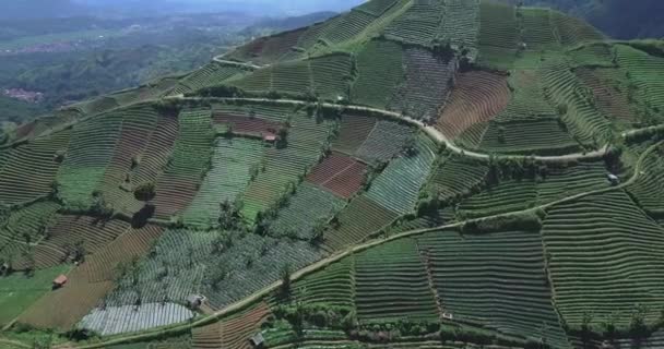 Letecký pohled na terasovitých zemědělské půdy — Stock video