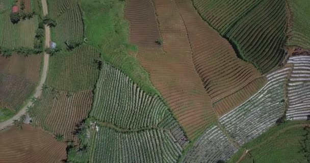 Vista superior de las tierras de cultivo en terrazas — Vídeos de Stock