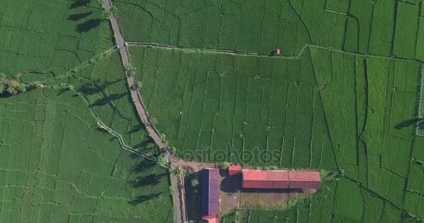 Вид на село з рисовим полем — стокове відео