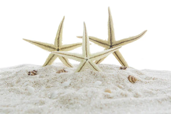 Zeesterren op witte strand zand — Stockfoto