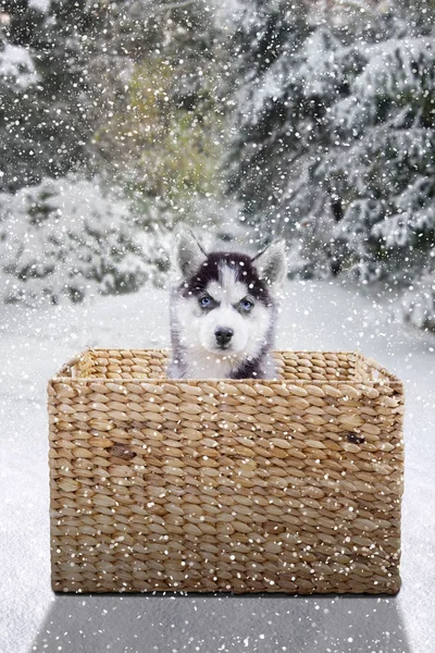 Husky sitter inne i korg på skogen — Stockfoto