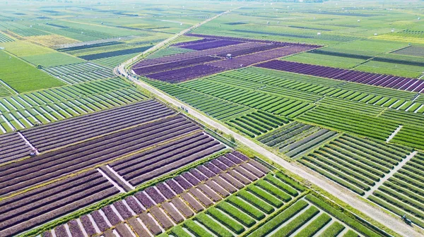 Paisagem aérea do campo de cebola vermelha — Fotografia de Stock