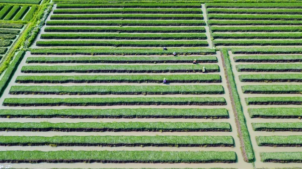 Campo de cebolla roja y agricultor — Foto de Stock